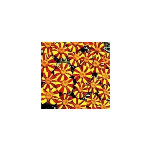 Heirloom Marigold Mr. Majestic Flower Seeds, Non-GMO Striped Blooms for Vibrant Garden Planting [neera-v5-07411d08ad957423dffd]