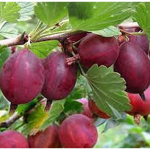 Gooseberry Whinhams Industry Fruit Seeds for Planting [neera-v5-074ce83e843ff4da85b5]