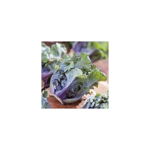 Purple Kalettes Vegetable Seeds for Planting [neera-v5-074e4a8aa216bf5fe0b8]