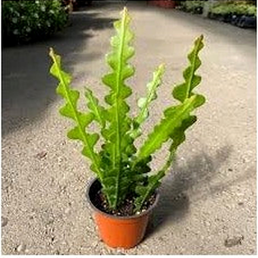 Heirloom Epiphyllum Anguliger Plant Seeds, Non-GMO Fishbone Cactus for Unique Indoor and Garden Planting [neera-v5-075344f2053a1f1ff30b]