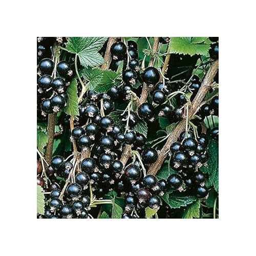 Blackcurrant Fruit Seeds for Planting [neera-v5-0755c91d9535c0b1ff57]