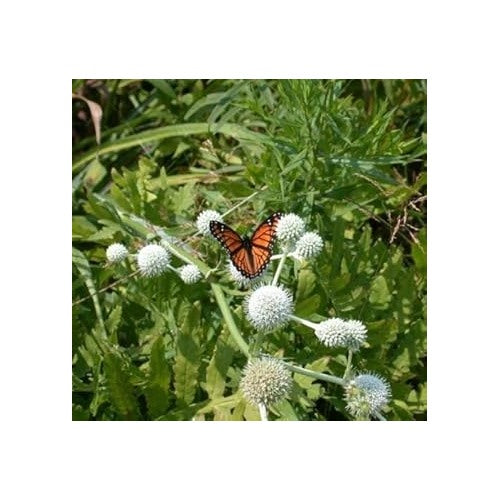 White Rattlesnake Master Plant Seeds for Planting Heirloom Non-GMO High Germination Organic Garden Seeds Wildflower Seeds [neera-v5-07618d7801f218a007bd]