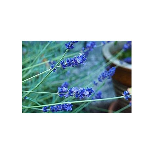 Blue Provence Lavender Seeds for Planting [neera-v5-076207fbe0b32cb9e453]