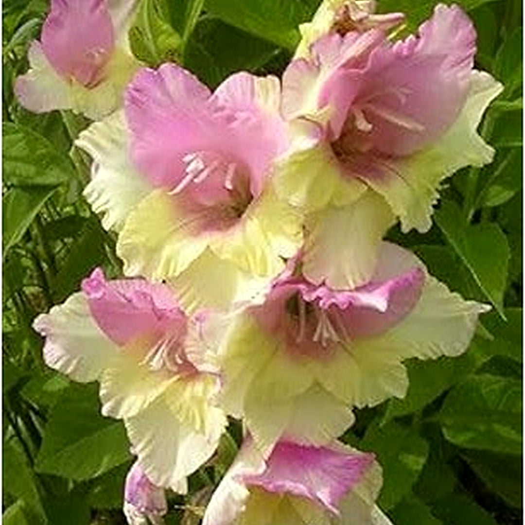 Heirloom Soft Pink Yellow Gladiolus Flower Seeds [neera-v5-076ac0075dc291728f69]