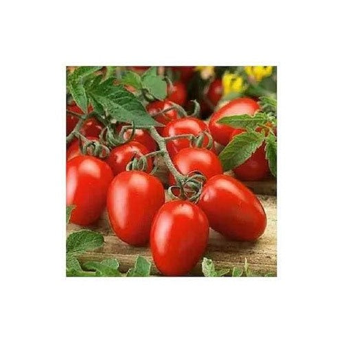 Dark Red Tomato Seeds for Planting [neera-v5-07754018792b5dc6de51]