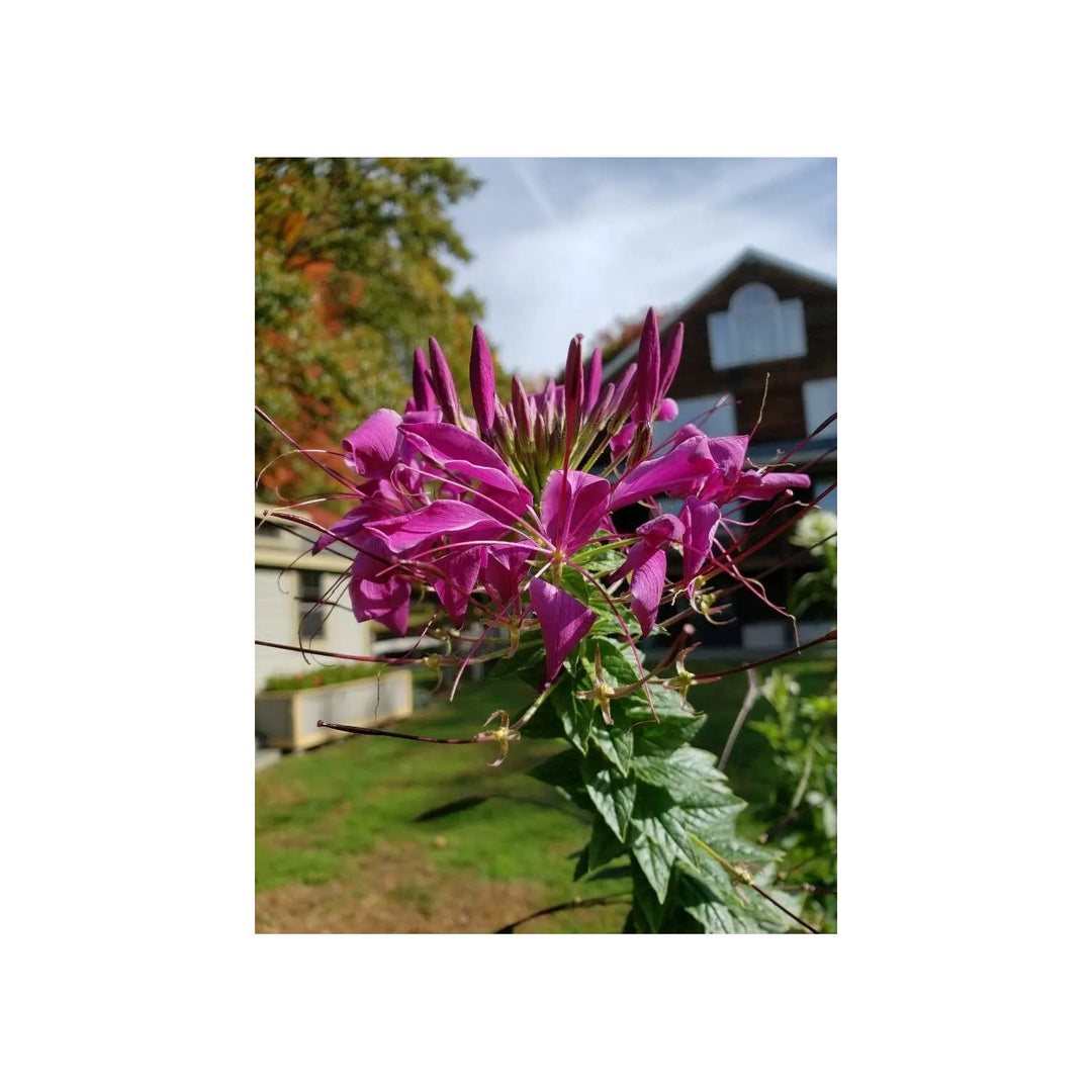 Purple Cleome For Planting Non Gmo Flower Seeds for Home Garden Planting, Landscape Organic [neera-v5-0778ded250c94327d59c]