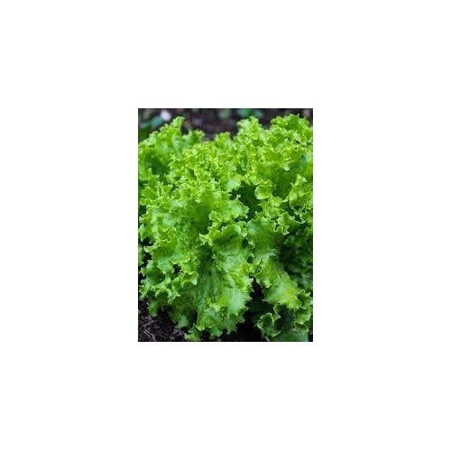 Lettuce Plant Seeds for Planting [neera-v5-077c62b1be599b112a9c]