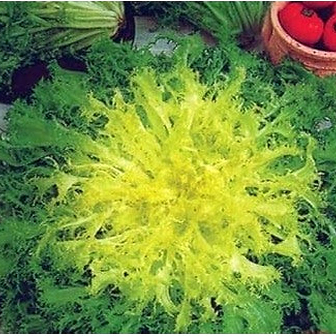 Green Yellow Endive Seeds for Planting [neera-v5-078816e8a3e76dc9918a]