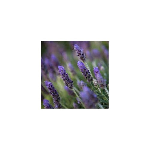 French Lavender Seeds for Planting [neera-v5-0788e3bb0de9cb6a8b5e]