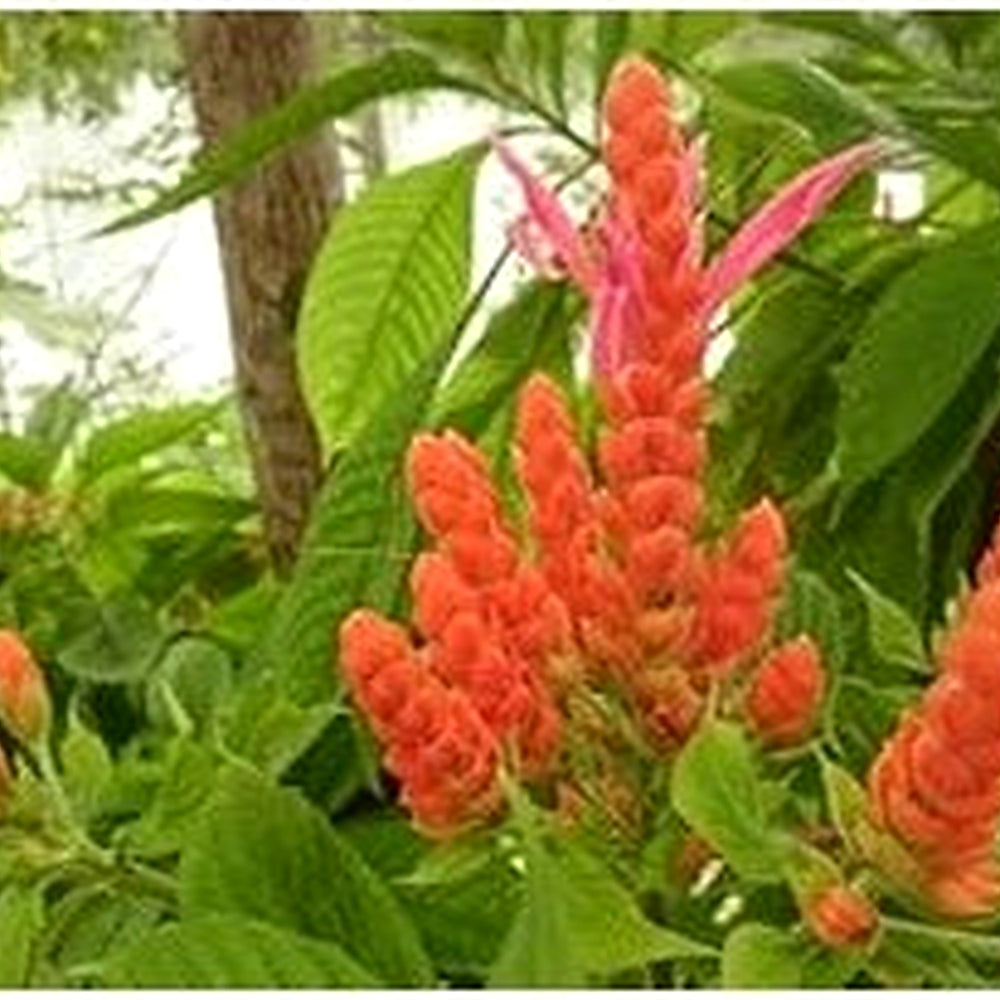 Deep Blue Pachystachys Lutea Seeds for Planting [neera-v5-0793e1b470b2b86483a4]