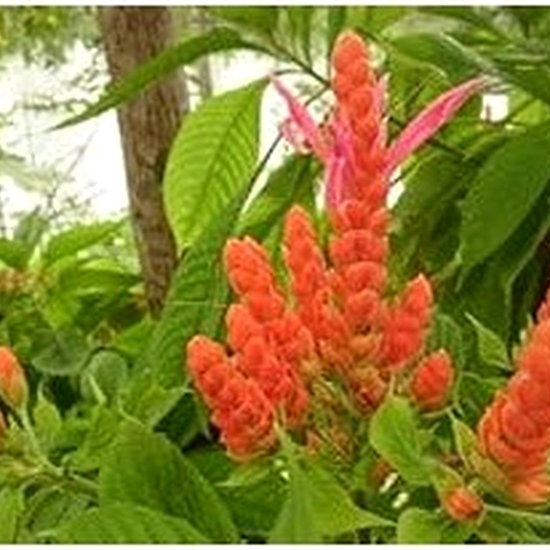 Deep Blue Pachystachys Lutea Seeds for Planting [neera-v5-0793e1b470b2b86483a4]