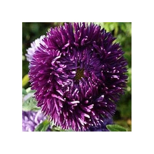 Dark Violet Aster Flower Seeds [neera-v5-079666ea8a5d77dc515f]