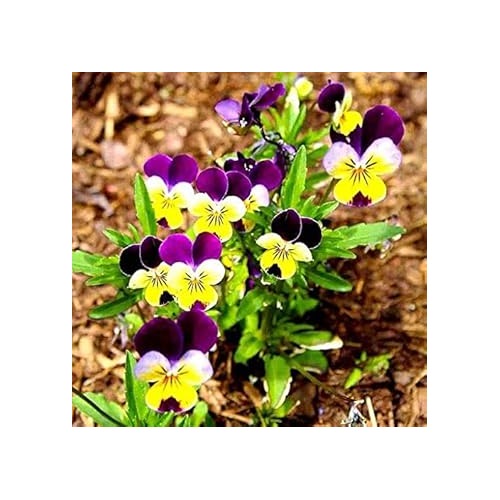 Purple Yellow Pansy Flower Seeds for Planting [neera-v5-079bd4bacf15139d7f51]
