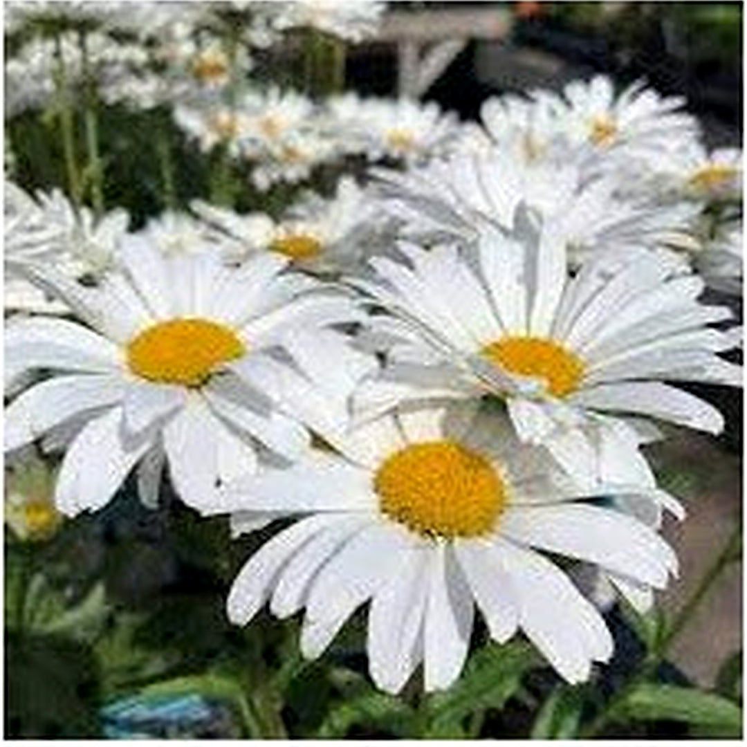 White Leucanthemum Flower For Planting Flower Seeds for Home Garden Planting, Landscape Organic [neera-v5-079cae78cc0e9c06bc9e]