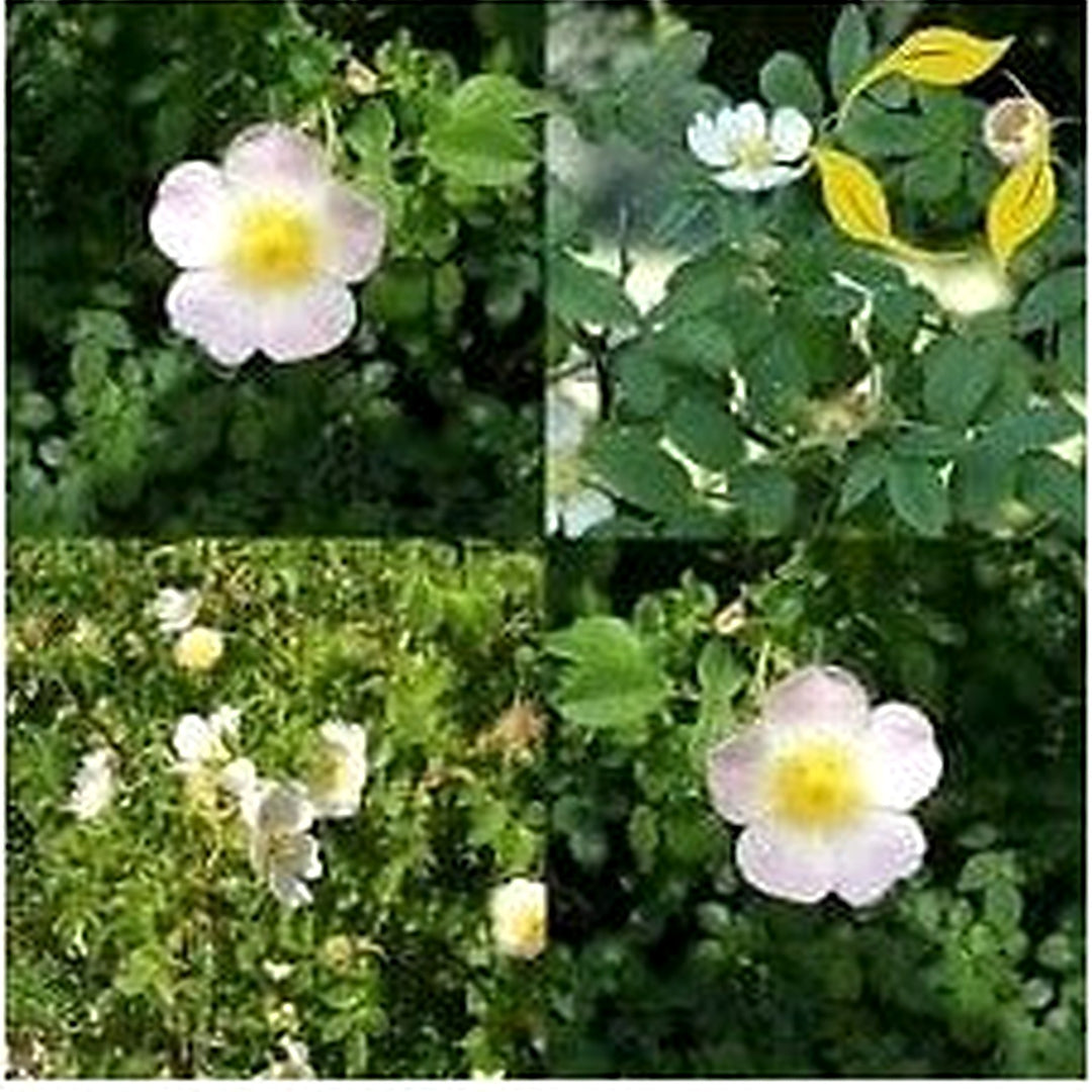Rosa Canina White Flower Seeds [neera-v5-07a1f23130950be6897f]