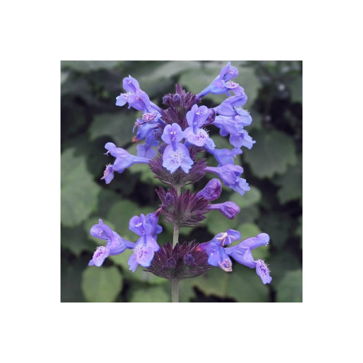 Heirloom Non Gmo Catnip Catmint Flower For Planting Aromatic Herb Flower Flower Seeds for Home [neera-v5-07a3aaca6de6d1ec0db5]
