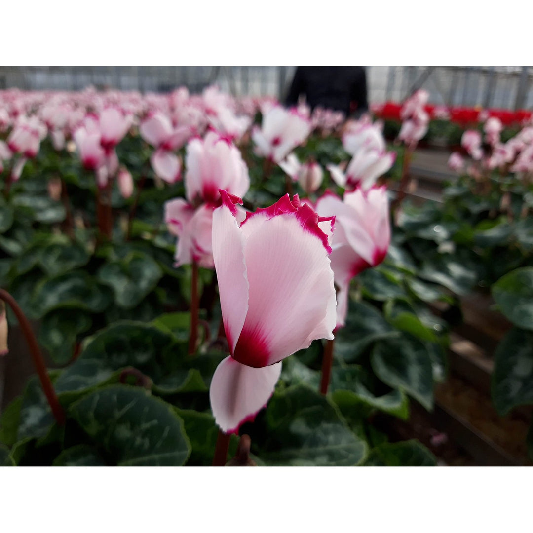 Red White Cyclamen Flower For Planting Flower Seeds for Home Garden Planting, Landscape Organic [neera-v5-07ba005bce84e4e0dd13]