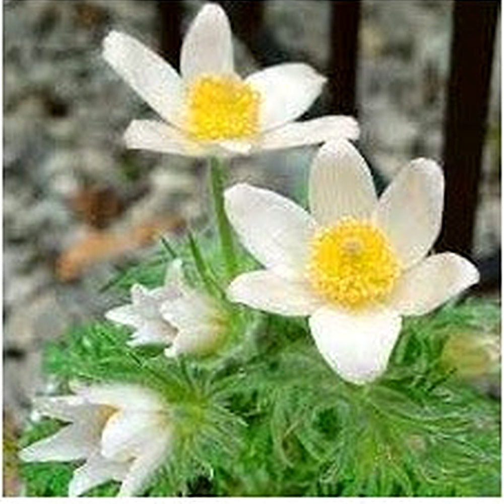 Pasque Flower Seeds [neera-v5-07c07dbd07aa0ba27009]