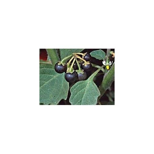 Nigrum Berry (Black Currant) Fruit Seeds for Planting [neera-v5-07c1f6dd93fa734ad8e5]