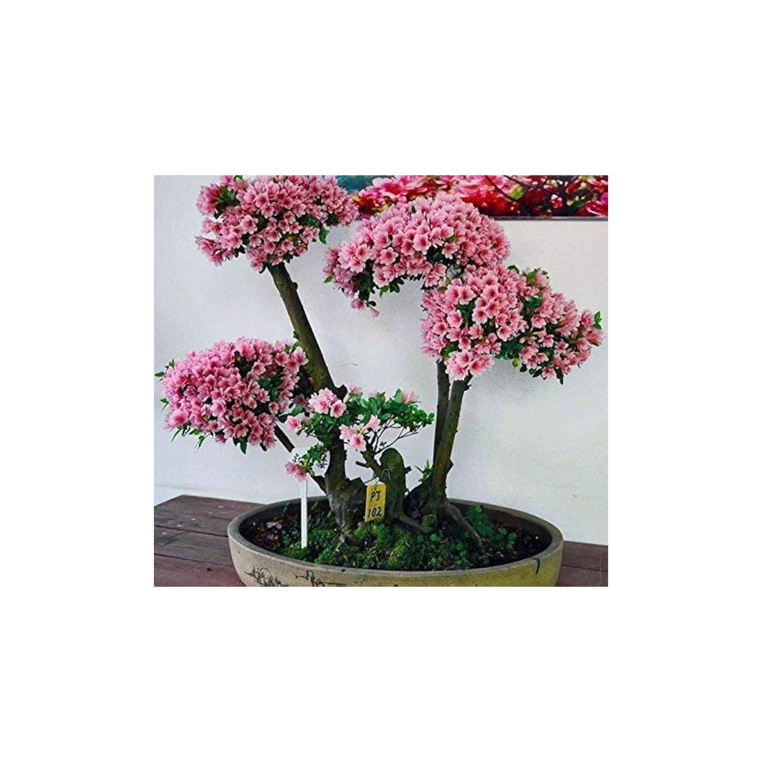 Cherry Blossom Prunus Serrulata Japanese Sakura Bonsai Flower For Planting Suitable For Small [neera-v5-07c21dd1951d7168a772]