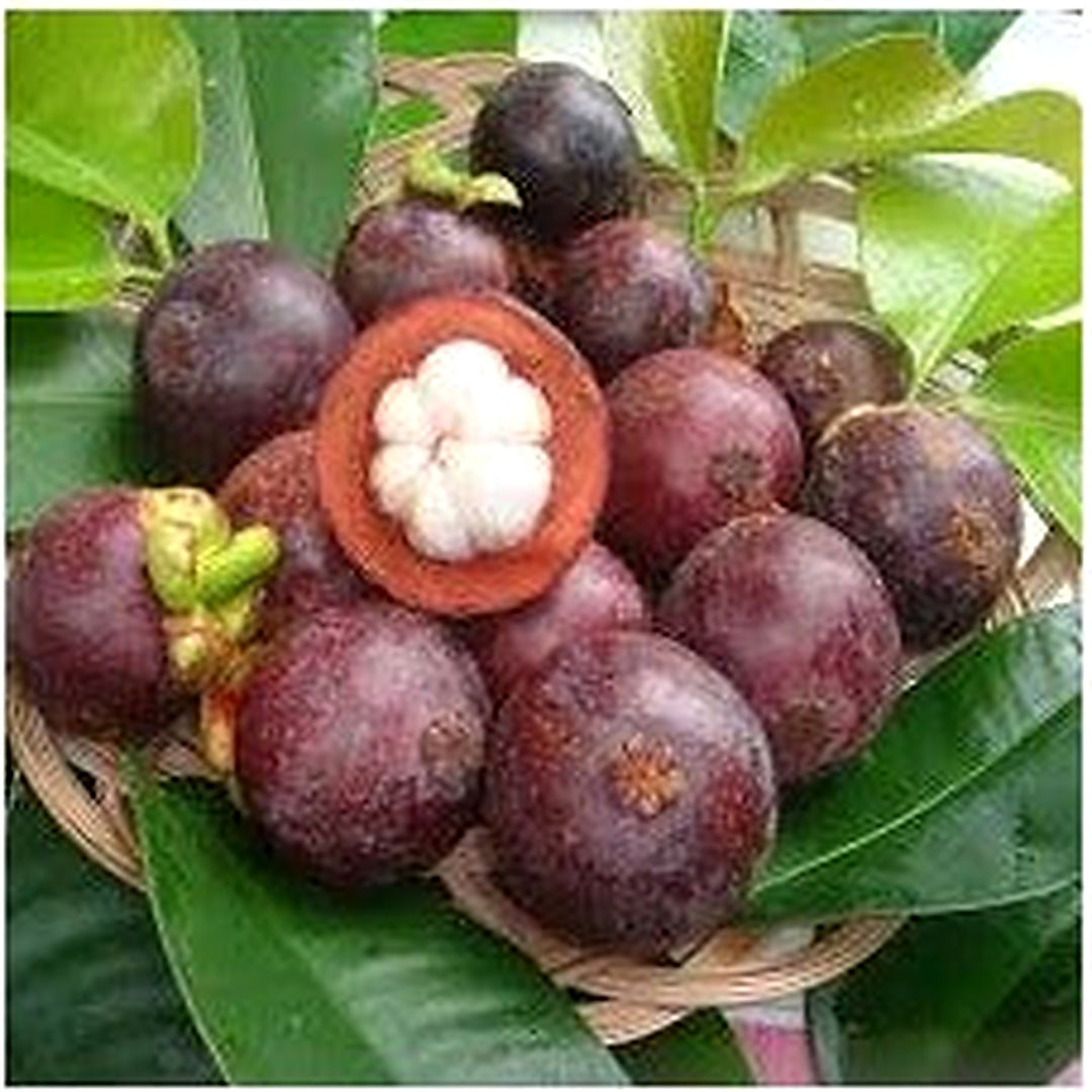 Red Mangosteen Fruit Seeds for Planting | Heirloom Non-GMO Organic Seeds for Exotic, Sweet Fruits [neera-v5-07c5ea50478cb5aa3fea]