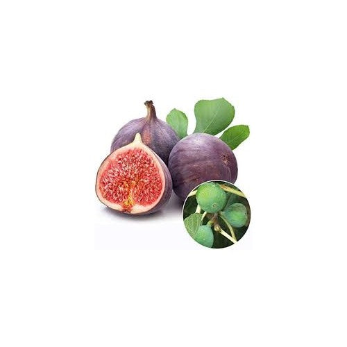 Burgundy Figs Fruit Seeds [neera-v5-07c6d6f3725e1f3a6329]