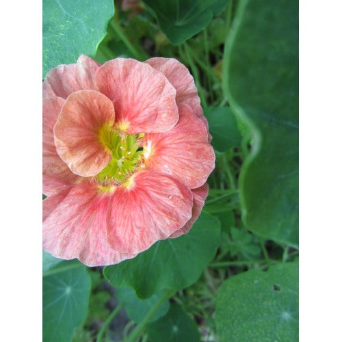 Baby Pink Nasturtium Flower Seeds for Planting [neera-v5-07d75968adb149707468]