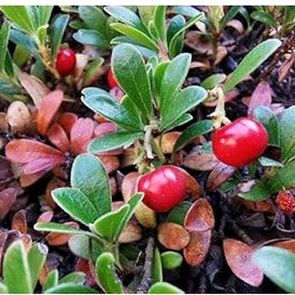Bearberry Seeds Arctostaphylos Uva-Ursi Gayuba Fruit Seeds for Planting [neera-v5-07dcf7eefbac0f120ddf]