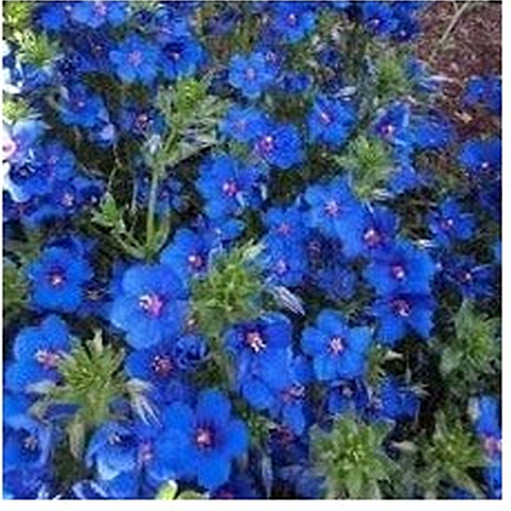 Pimpernel Anagallis Flower Seeds [neera-v5-07f46ebaf912e2857827]