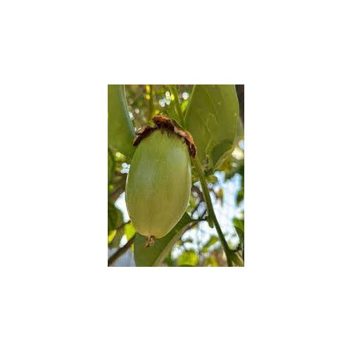 Jambo Passion Fruit Seeds for Planting [neera-v5-07f9a5b7699687f9c6ed]