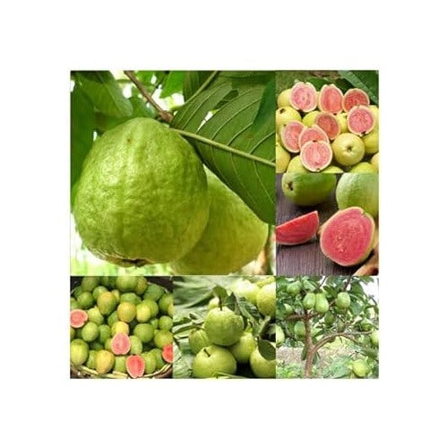 Guava Fruit Seeds for Planting [neera-v5-07ff599c66a6a379c378]