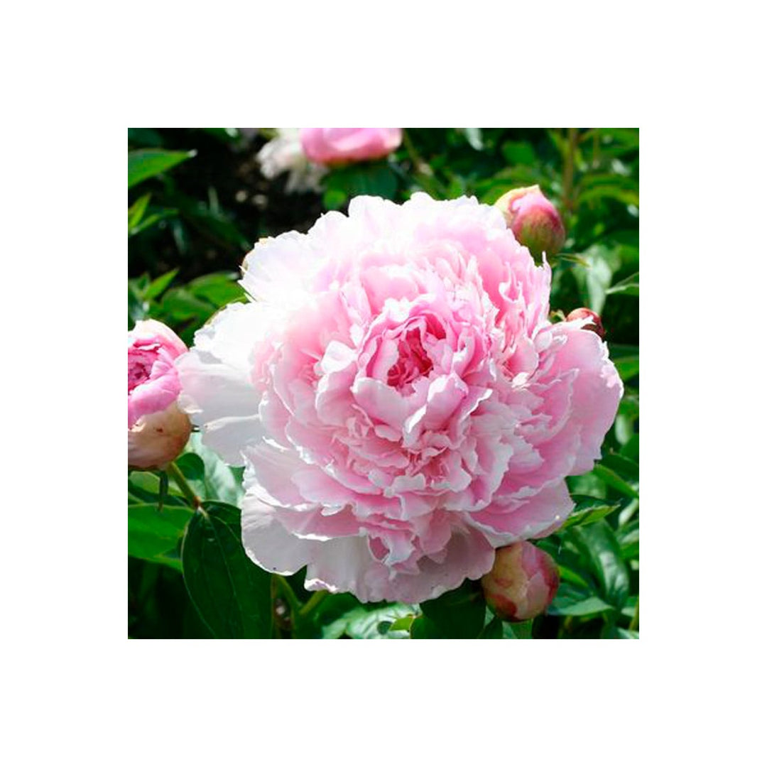 Peony Paeonia Lactiflora Flower For Elegant Home Garden And Backyard Planting Flower Seeds for Home [neera-v5-0801a608b35178e54977]