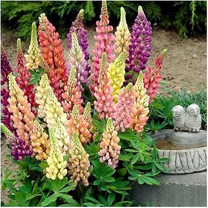Lupin Pixie Flower Seeds [neera-v5-0801ea0dd497dc908ab3]