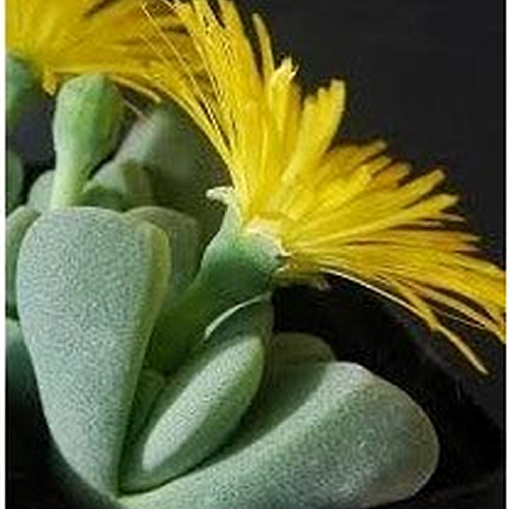 Heirloom Pleiospilos Flower Seeds Non-GMO for Garden Planting Rare Succulent Blooms [neera-v5-080c9c905876011d142b]