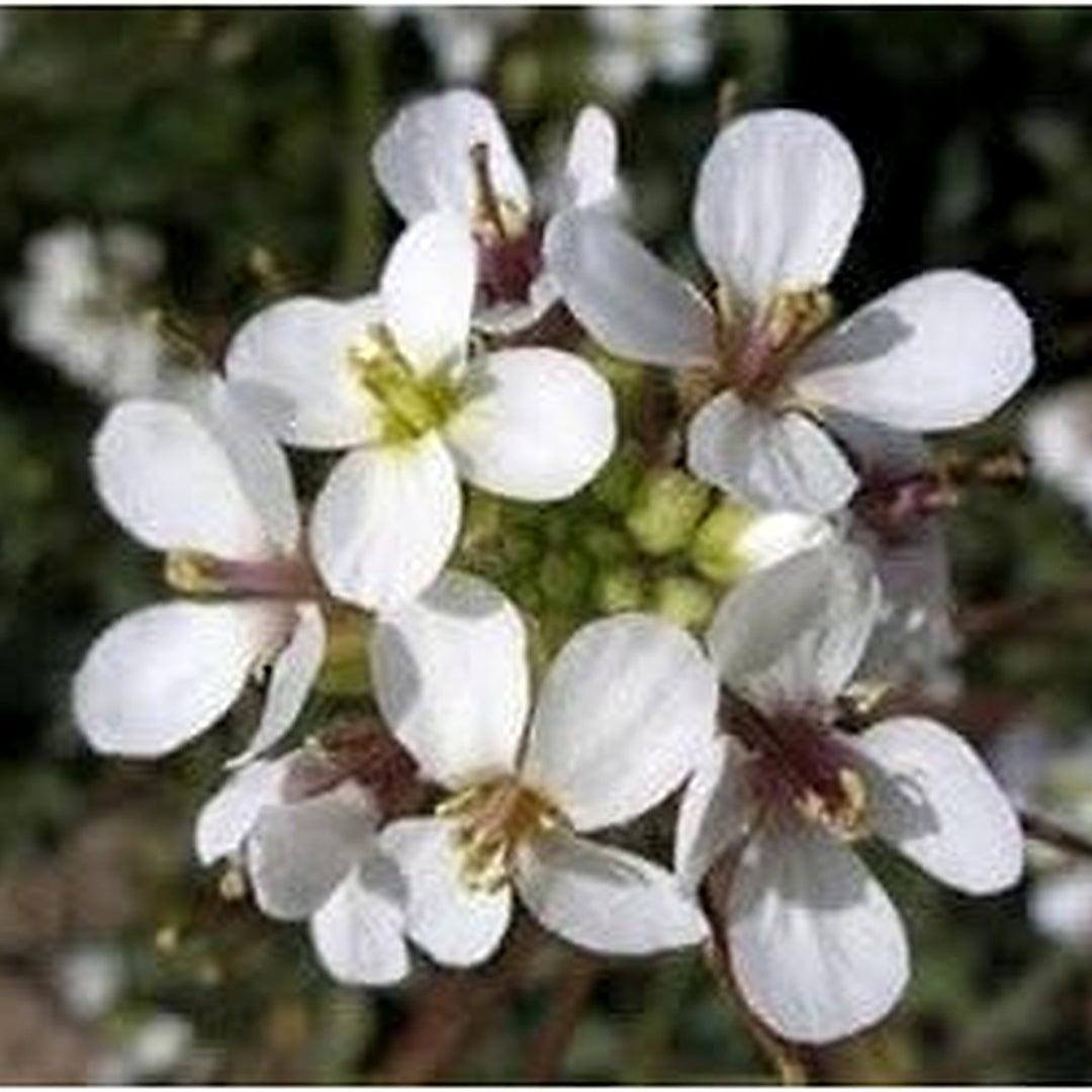 White Wasabi Diplotaxis Plant Seeds [neera-v5-08178013ec8f4de25103]