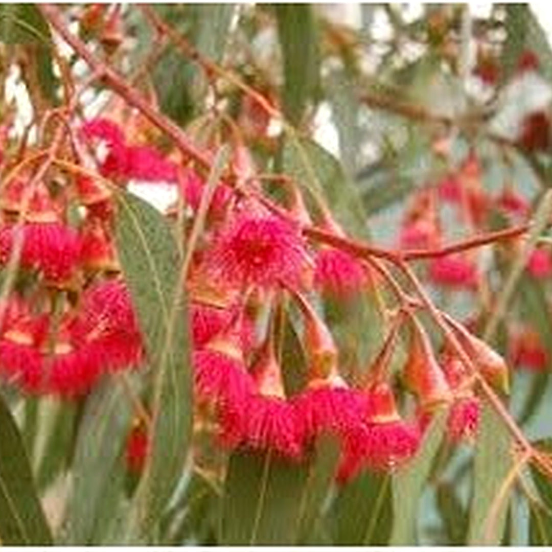 Eucalyptus Flower Seeds for Planting [neera-v5-0819734b5e51c1925e95]