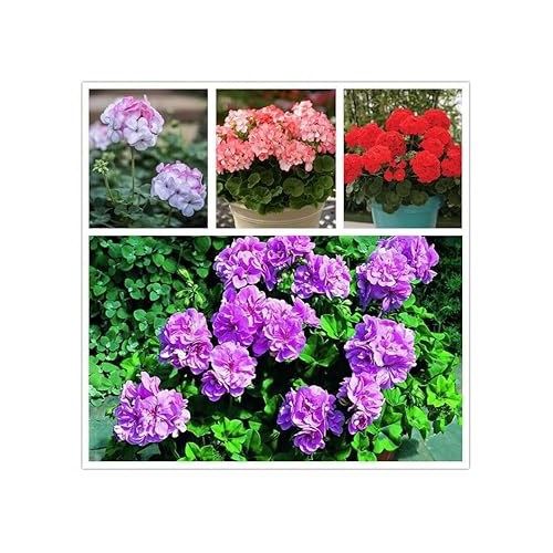 Geranium Apple Blossom Flower Seeds for Planting [neera-v5-081a9f4b48ec6febdede]