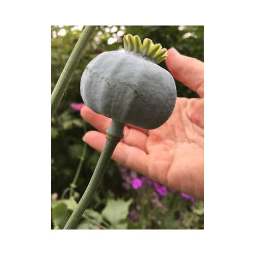Fresh Giganteum Poppy Planting P Somniferum Giant Heads Huge Blooms Heirloom Non Gmo Flower [neera-v5-08225e007f0f499a90f5]