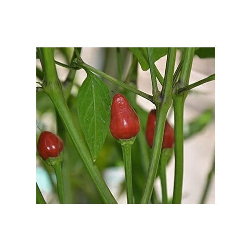 Chile Vegetable Seeds for Planting [neera-v5-082c334b74fcf6a0fa7b]