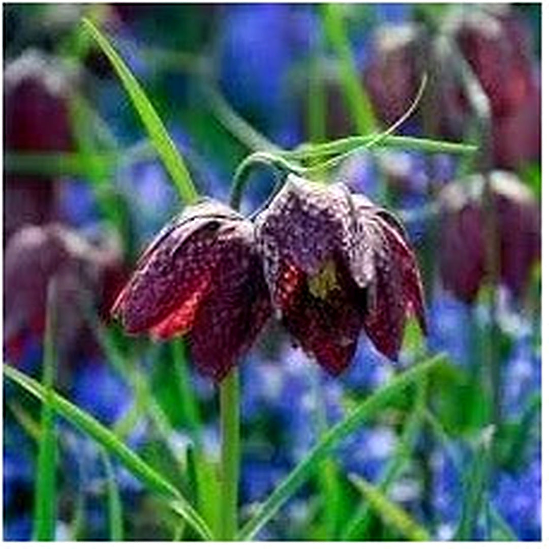 Fritillaria Flower For Planting Flower Seeds for Home Garden Planting, Landscape Organic Blooming [neera-v5-083489936f99210e28a2]