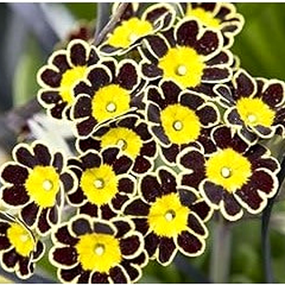Heirloom Non-GMO Primula Malacoides Flower Seeds [neera-v5-08379d26c43b9f2ab74b]