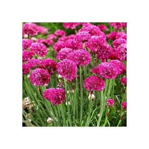 Armeria Maritima (Sea Thrift) Flower Seeds for Planting [neera-v5-0837a928e4b4334e5a82]