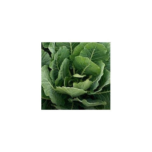 Collard Vegetable Seeds for Planting [neera-v5-083feda7d1f9b02464c7]