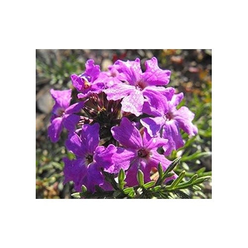 Purple Moss Verbena Flower Seeds for Planting [neera-v5-08414b2681d5fadabab3]