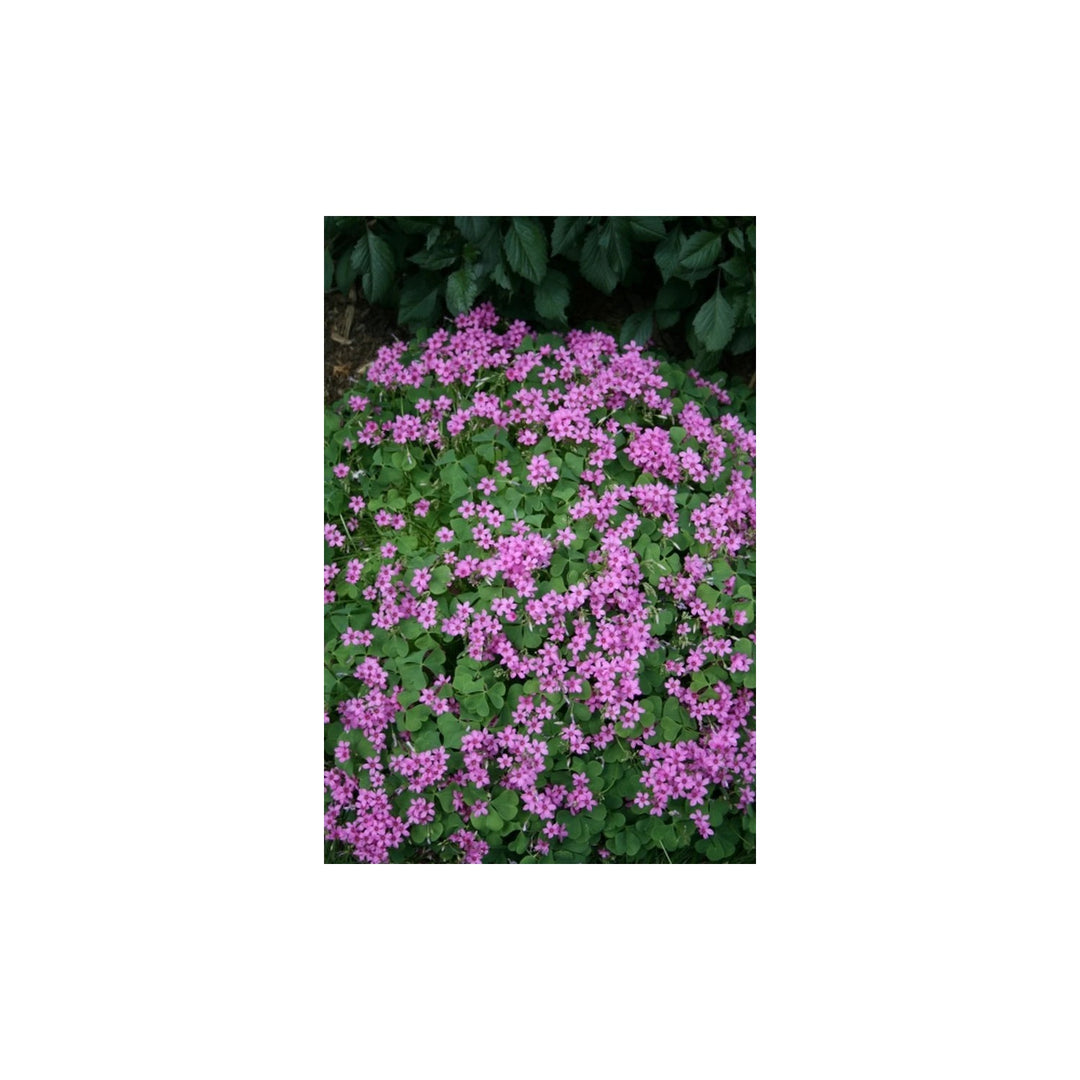 Oxalis Spring Flower Heirloom Non Gmo For Planting Bright Seasonal Blooms Flower Seeds for Home [neera-v5-084d16f1aae494c7f653]