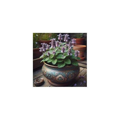Lavender Catnip Plant Seeds for Planting [neera-v5-084eaff6c21b0852cdd1]