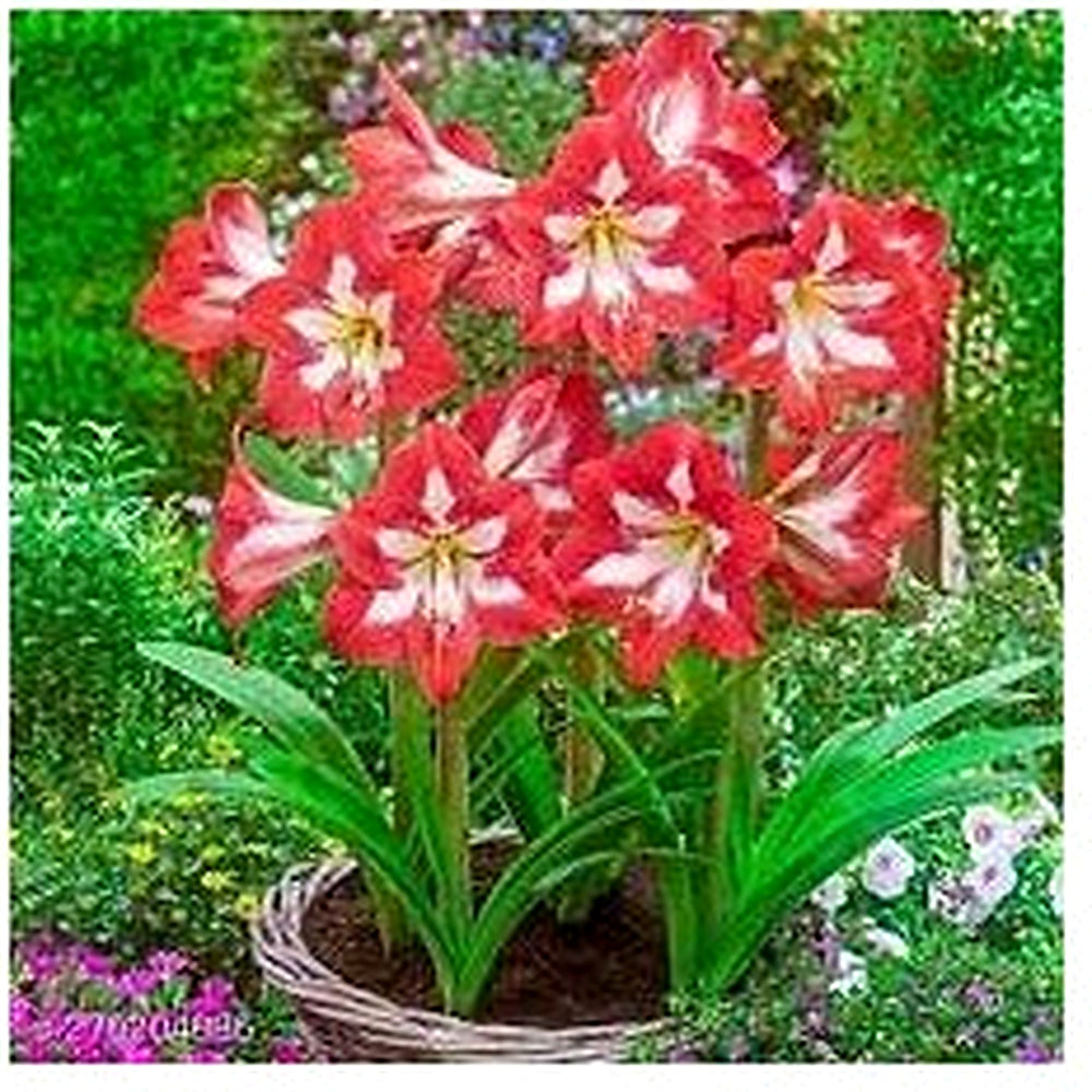 Red White Amaryllis Flower Seeds for Planting [neera-v5-08754670711373cc3f95]