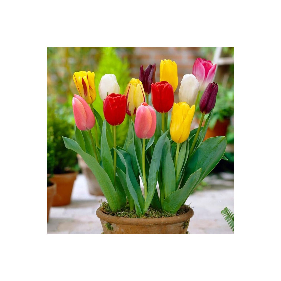 Tulip Tulipa Gesneriana Flower For Planting In Backyard Gardens Containers Flower Seeds for [neera-v5-0882707ebe14dca4f3e3]