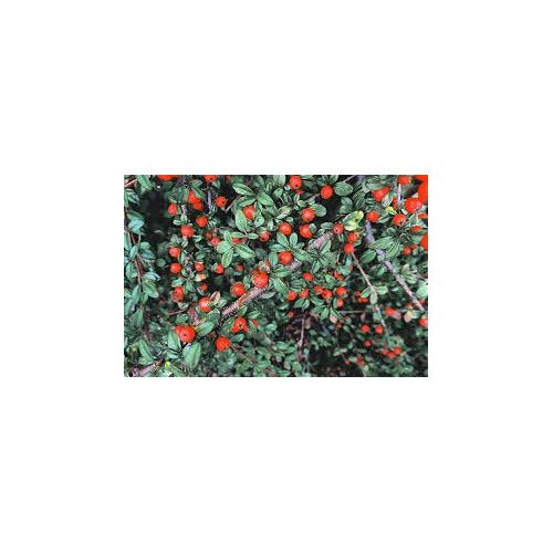 Brown Cotoneaster Seeds for Planting [neera-v5-089196a8a795a38cbdbd]