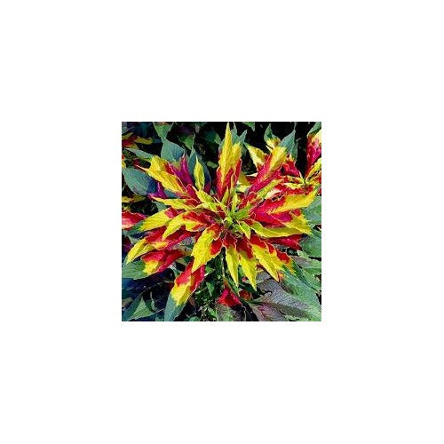 Amaranthus Tricolor Seeds for Planting [neera-v5-089f4205e023adb62363]